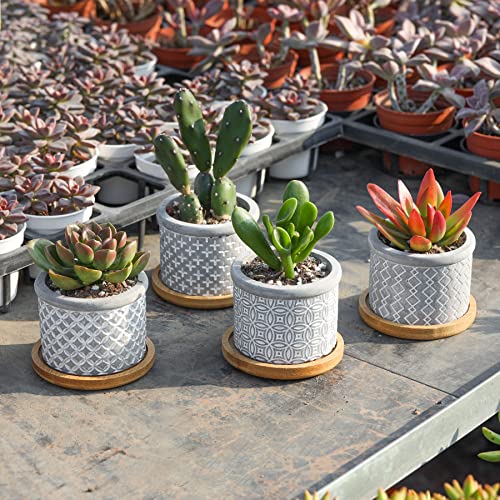 Pack de 6 Macetas para Cactus de Cemento con Plato para Plantas de Casa y Jardin T4u