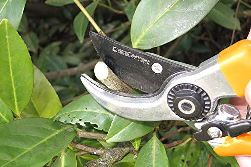 Cortando ramas con la Tijera de jardin ergonómicas y ligeras de Podar SPECHT 215 mm/hoja de 50 mm. GRÜNTEK