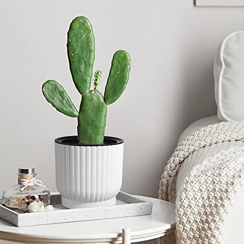 Maceta con bonito cactus sobre mesita de interior