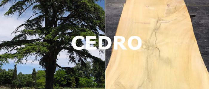 Madera de cedro en forma de árbol y tablón preparado