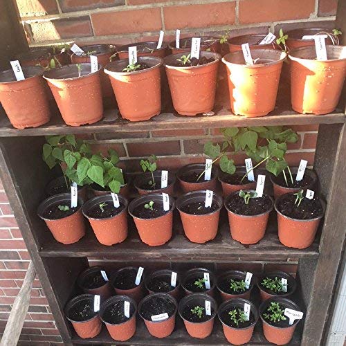 Macetas de plástico de 100 para Plantas, Flores y para Sembrar, 10 cm de Diámetro, Jardinería