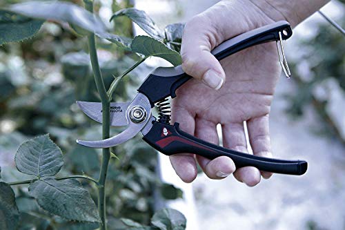 Cortando ramas con las Tijeras de cosechar. INOX-CE MB Tijera recolectora, Standard. Bellota 3628