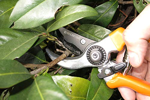 Cortando ramas con la Tijera de jardin ergonómicas y ligeras de Podar SPECHT 215 mm/hoja de 50 mm. GRÜNTEK