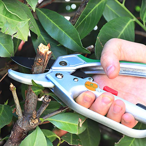 Cortando ramas con la Tijera Recoletora de podar Yunque con Trinquete. Cortarramas Profesional CÓNDOR 20cm. GRÜNTEK