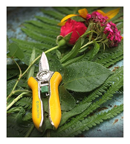 Vista con flores cortadas y las Tijeras de podar y cortar Flores, Frutas y Verduras COLIBRI 170 mm. Tijera de jadin y Vendimia. GRÜNTEK