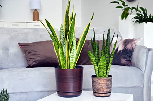 Elegante maceta con aspecto oxidado de 26 cm con plato de drenaje Korad  junto a otra plantasobre mesa en interior
